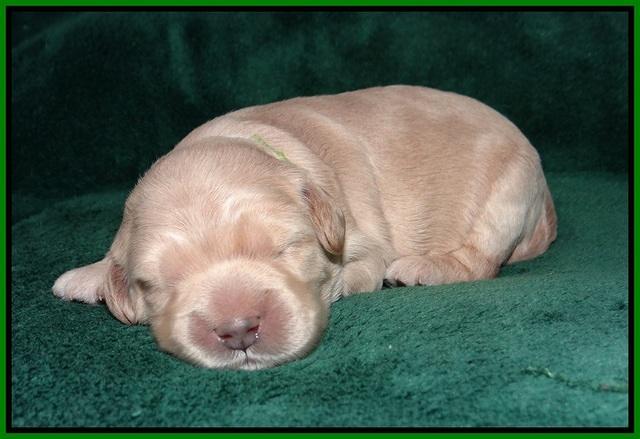 Ivory Harbins pups 1 wk old 71