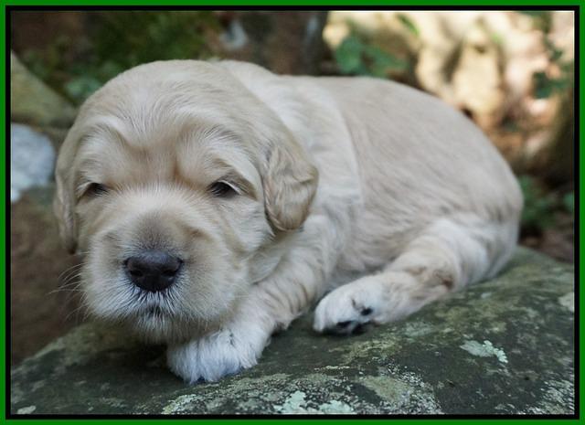 Ivory Harbins pups 2 wks old 91