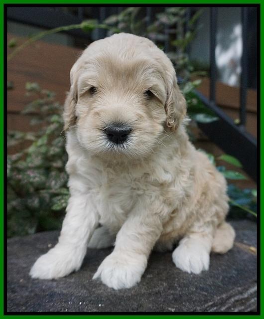 Ivory Harbins pups 4 wks old 111