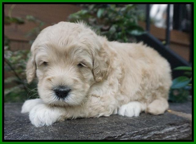 Ivory Harbins pups 4 wks old 121