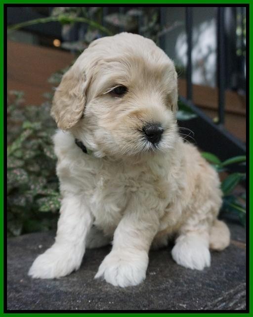 Ivory Harbins pups 4 wks old 131