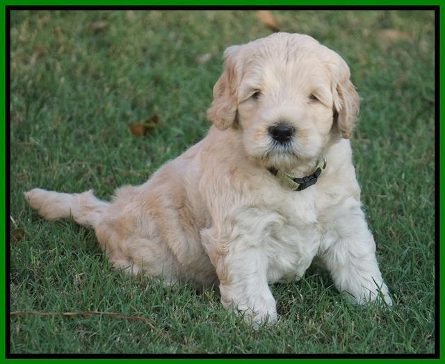 Ivory Harbins pups 5 weeks old 301