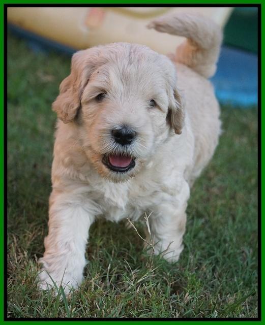 Ivory Harbins pups 5 weeks old 321