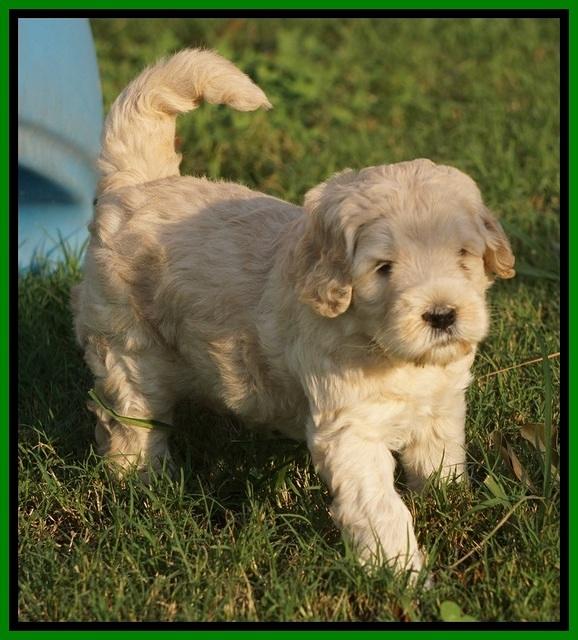 Ivory Harbins pups 5 weeks old 331