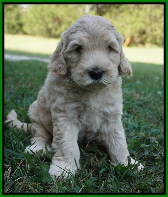 Ivory Harbins pups 6 wks old 141