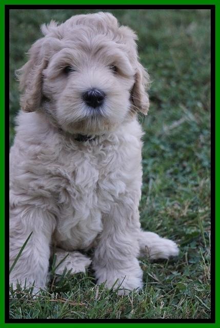 Ivory Harbins pups 7 weeks old 201