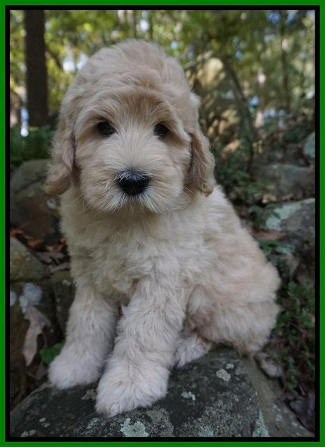 Ivory Harbins pups 8 wks old 191