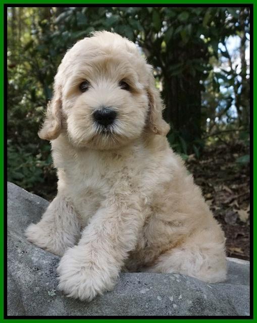 Ivory Harbins pups 8 wks old 211