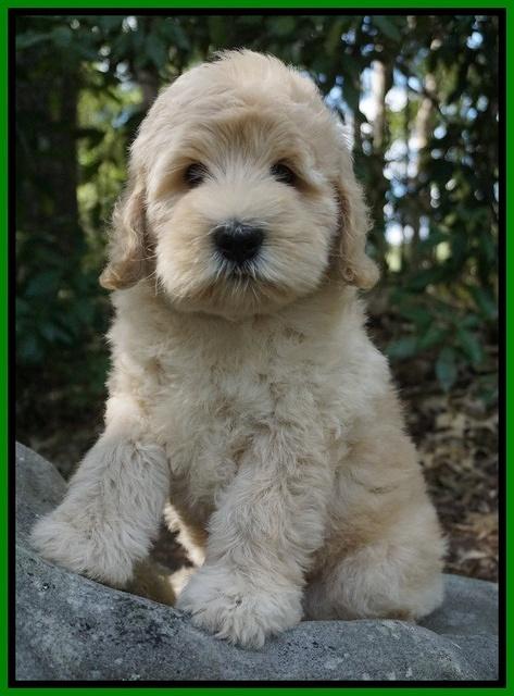 Ivory Harbins pups 8 wks old 221