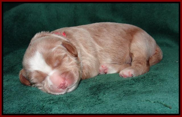Ivory Harbins pups 1 wk old 101