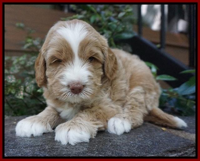 Ivory Harbins pups 4 wks old 141