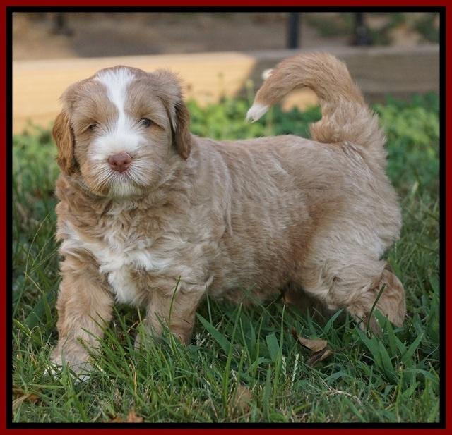 Ivory Harbins pups 5 weeks old 221