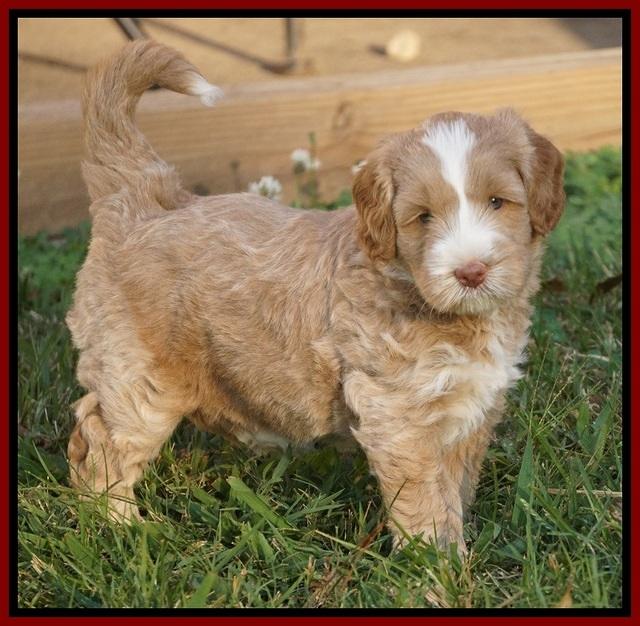 Ivory Harbins pups 5 weeks old 231