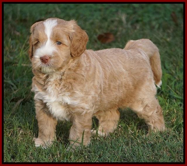Ivory Harbins pups 5 weeks old 241