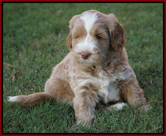 Ivory Harbins pups 5 weeks old 251