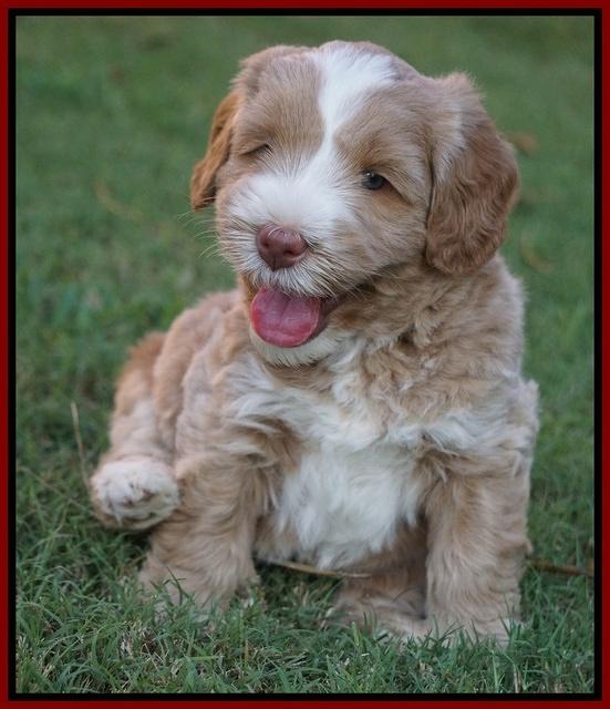 Ivory Harbins pups 5 weeks old 281