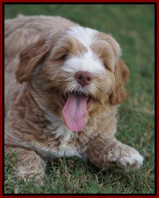 Ivory Harbins pups 6 wks old 16100