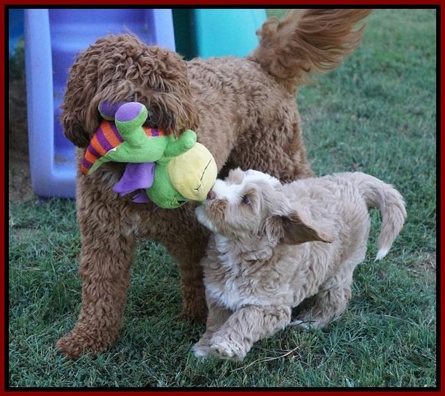 Ivory Harbins pups 7 weeks old 171