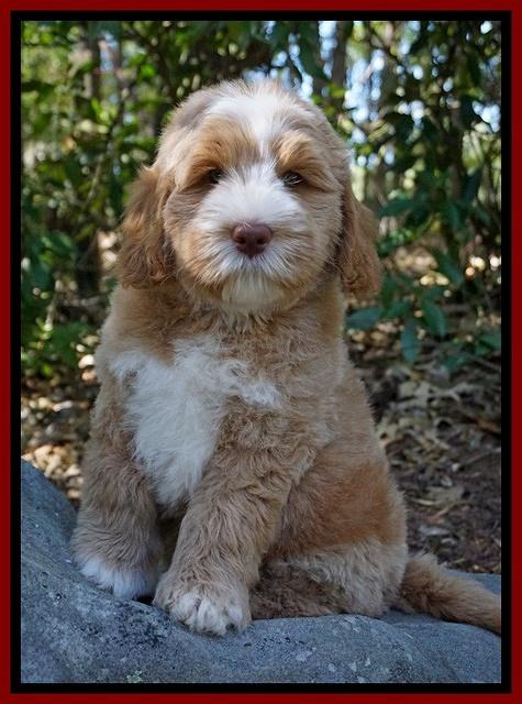 Ivory Harbins pups 8 wks old 151