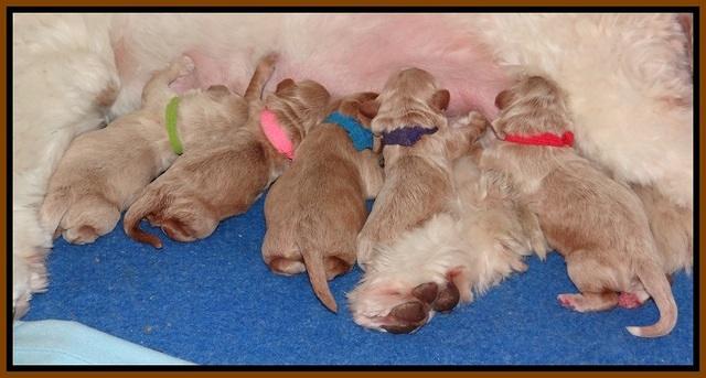 Ivory Harbins newborn 31