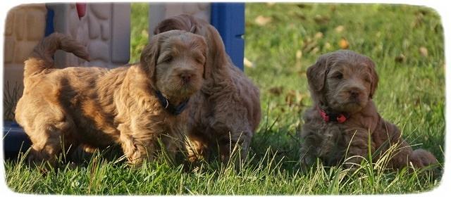 Ivory Harbins pups 5 weeks old 351