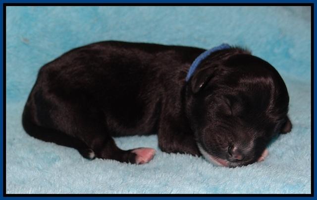 Jetta Texas Newborn pups 24
