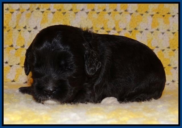 Jetta Texas pups 2 wks old 11