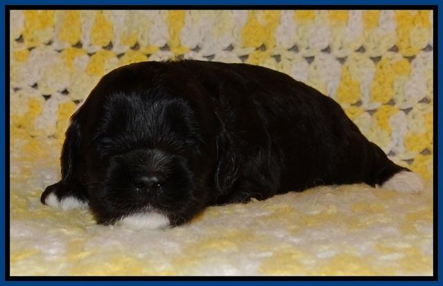 Jetta Texas pups 2 wks old 21