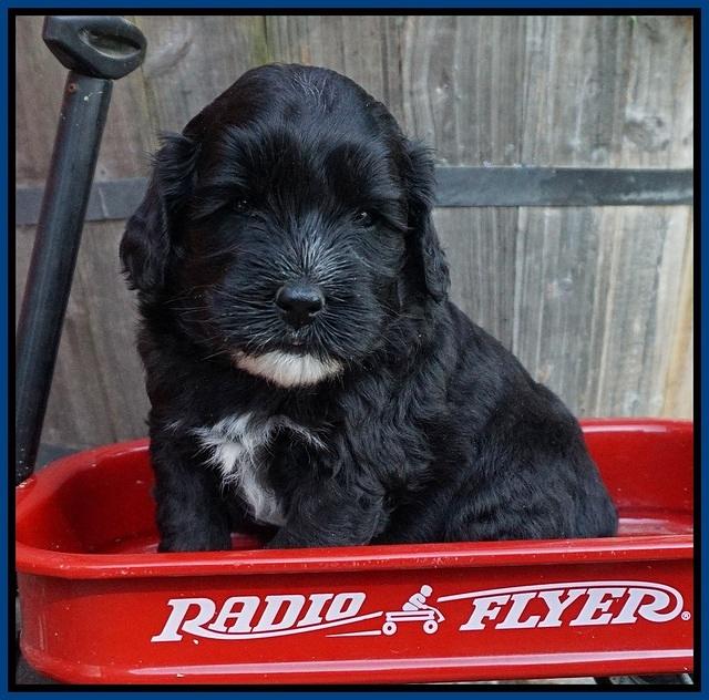 Jetta Texas pups 4 wks old 41