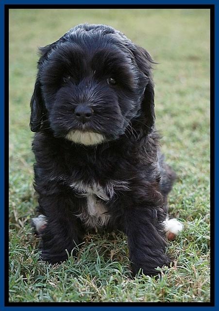 Jetta Texas pups 6 wks old 11