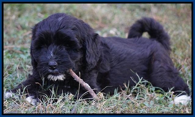 Jetta Texas pups 7 wks old 21