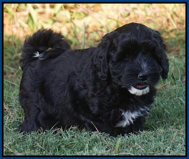 Jetta Texas pups 7 wks old 31