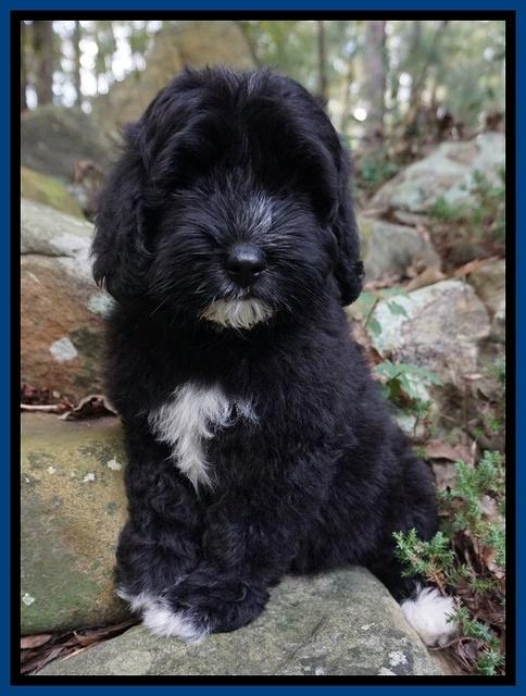 Jetta Texas pups 8 wks old 181