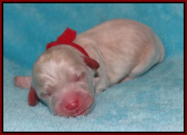 Jetta Texas Newborn pups 34