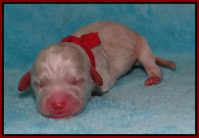 Jetta Texas Newborn pups 44