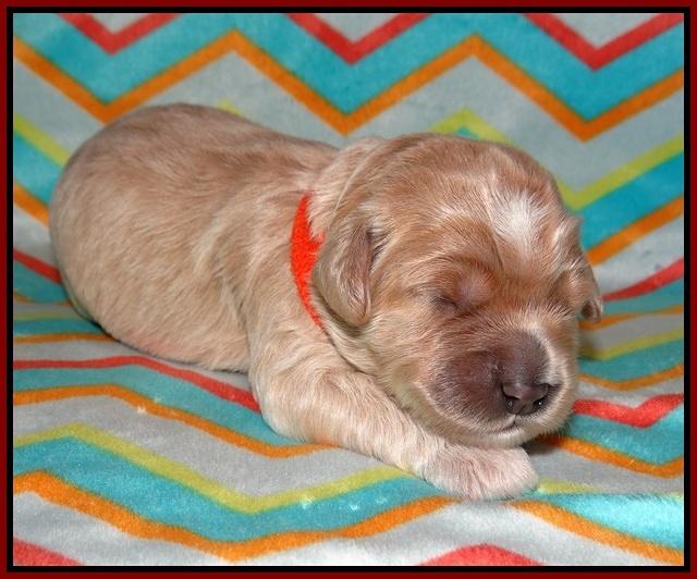 Jetta Texas pups 1 wk old 101