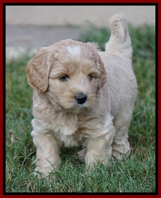 Jetta Texas pups 11100