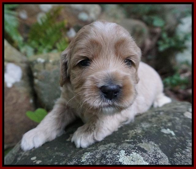 Jetta Texas pups 3 wks old 31