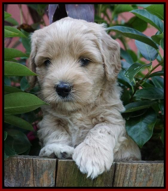 Jetta Texas pups 5 wks old 61