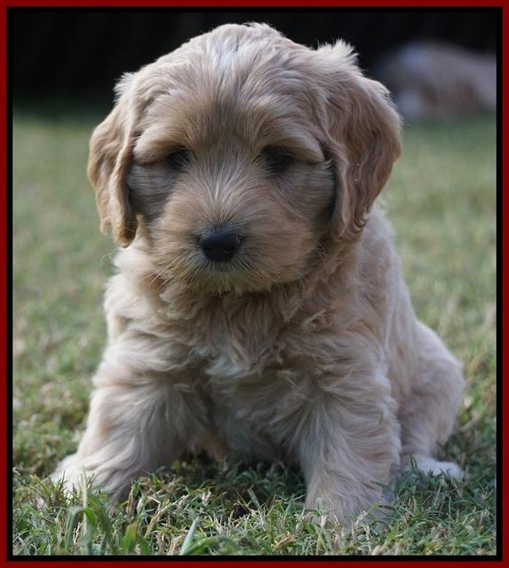 Jetta Texas pups 6 wks old 61