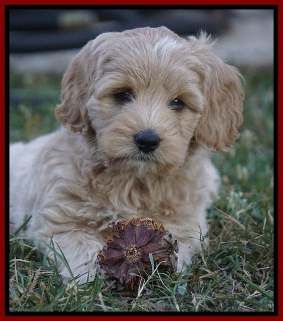 Jetta Texas pups 7 wks old 71