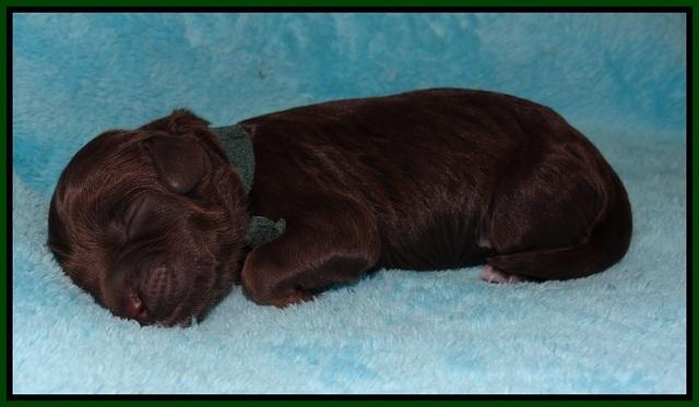 Jetta Texas Newborn pups 54