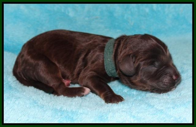Jetta Texas Newborn pups 64