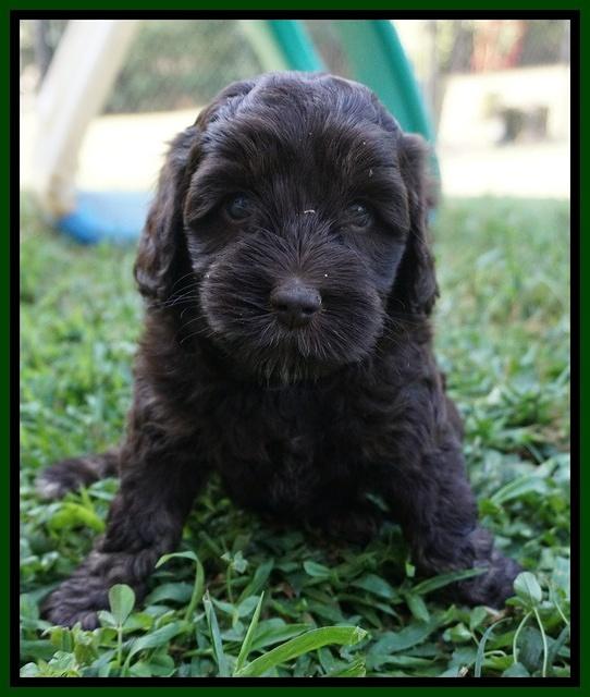 Jetta Texas pups 16100