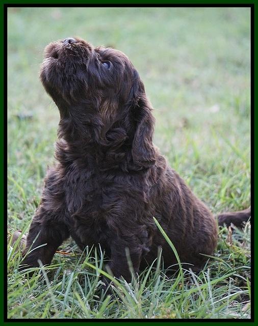 Jetta Texas pups 4 wks old 13100