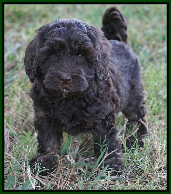 Jetta Texas pups 7 wks old 131