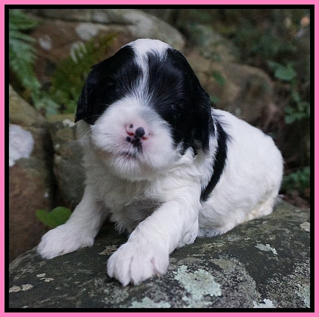 Jetta Texas pups 3 wks old 101