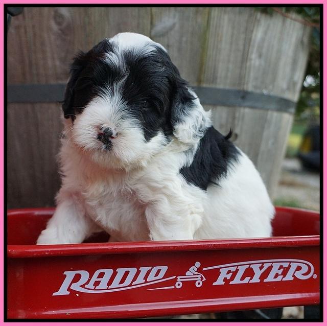Jetta Texas pups 4 wks old 111