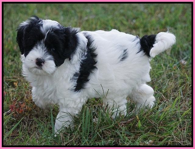 Jetta Texas pups 7 wks old 151
