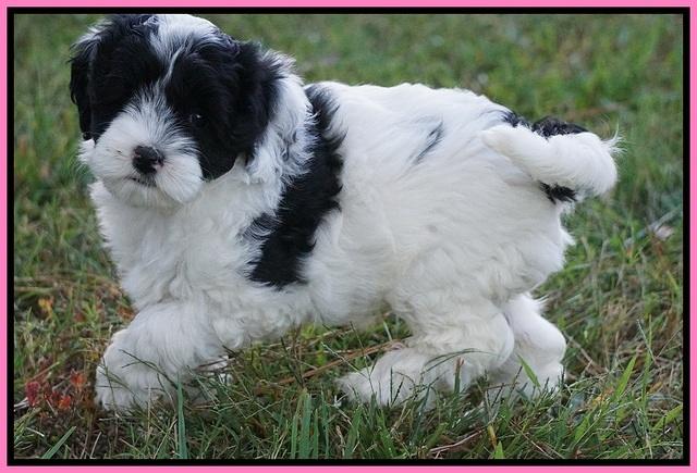 Jetta Texas pups 7 wks old 171